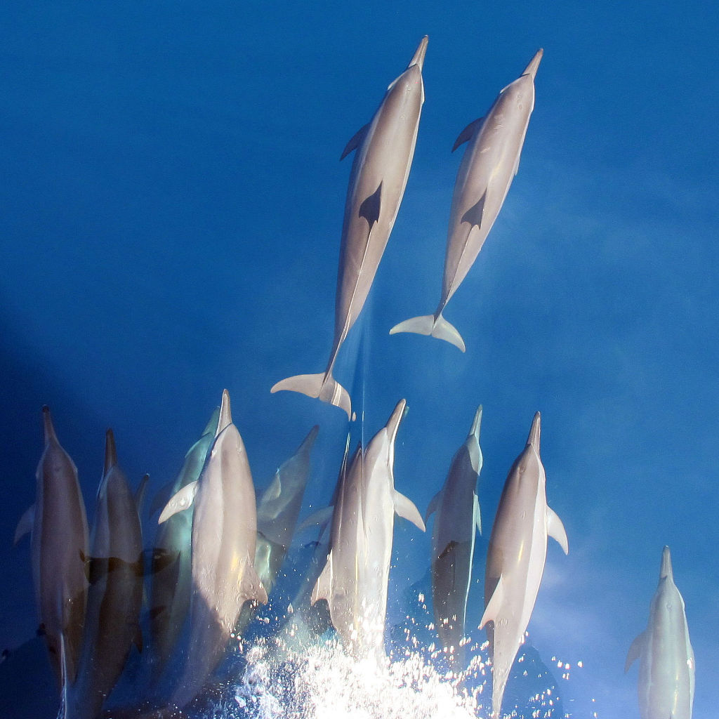 Dolphins. Solomon Islands Dolphins. Solomon Islands